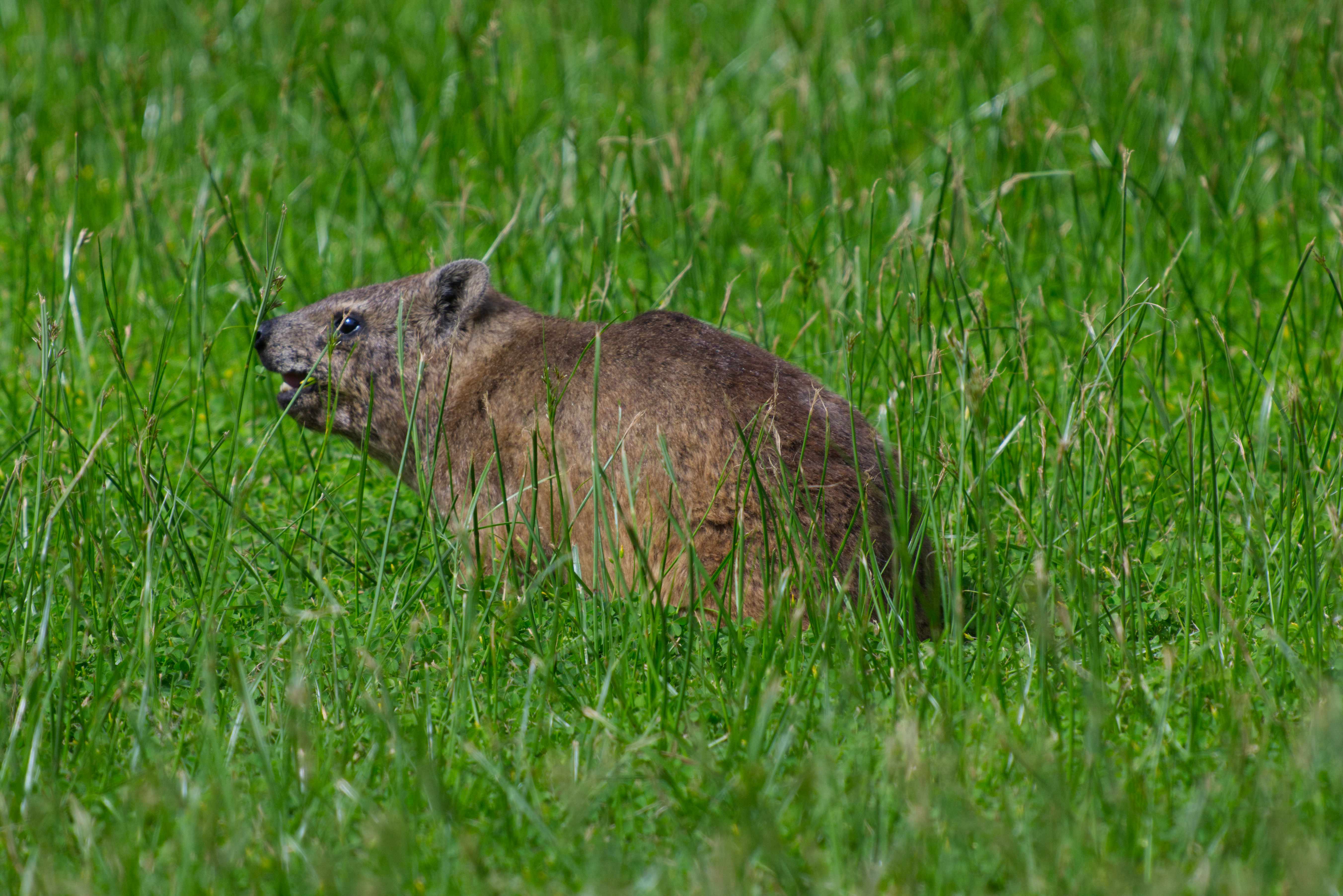 The Small Keeper of the Rocks: The Hyrax of Southern Africa – The ...