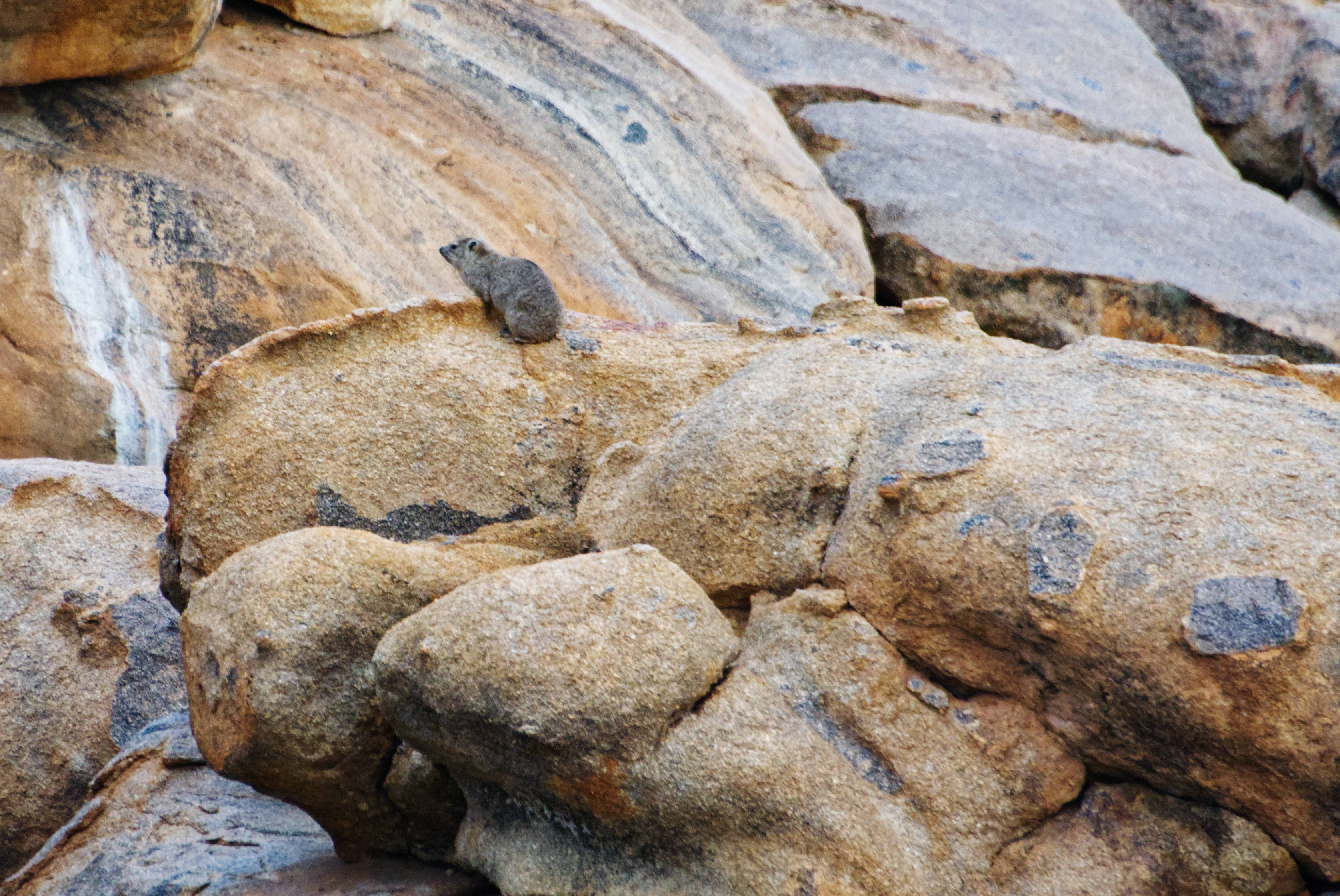 The Small Keeper of the Rocks: The Hyrax of Southern Africa – The ...