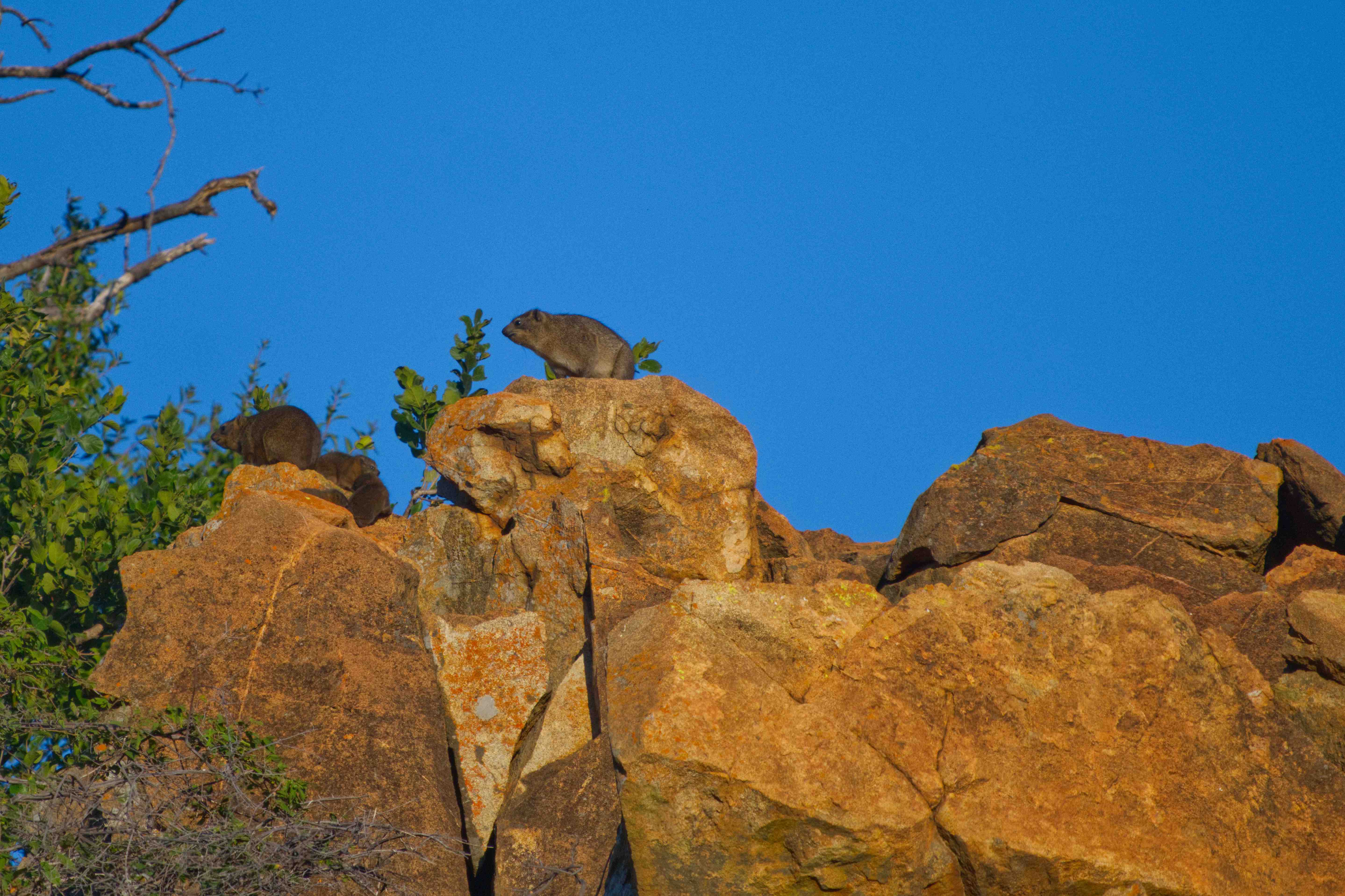 The Small Keeper of the Rocks: The Hyrax of Southern Africa – The ...