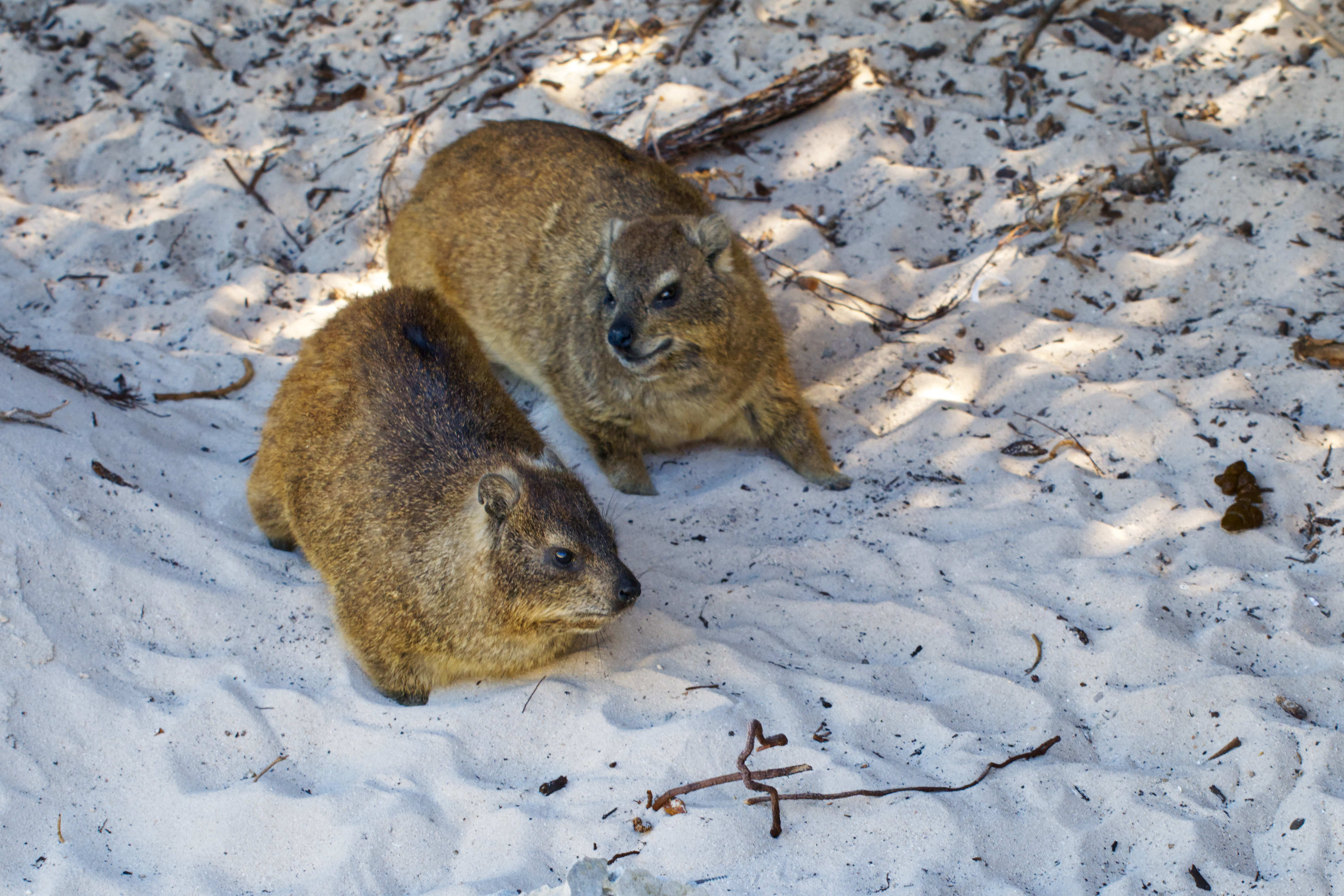 The Small Keeper of the Rocks: The Hyrax of Southern Africa – The ...