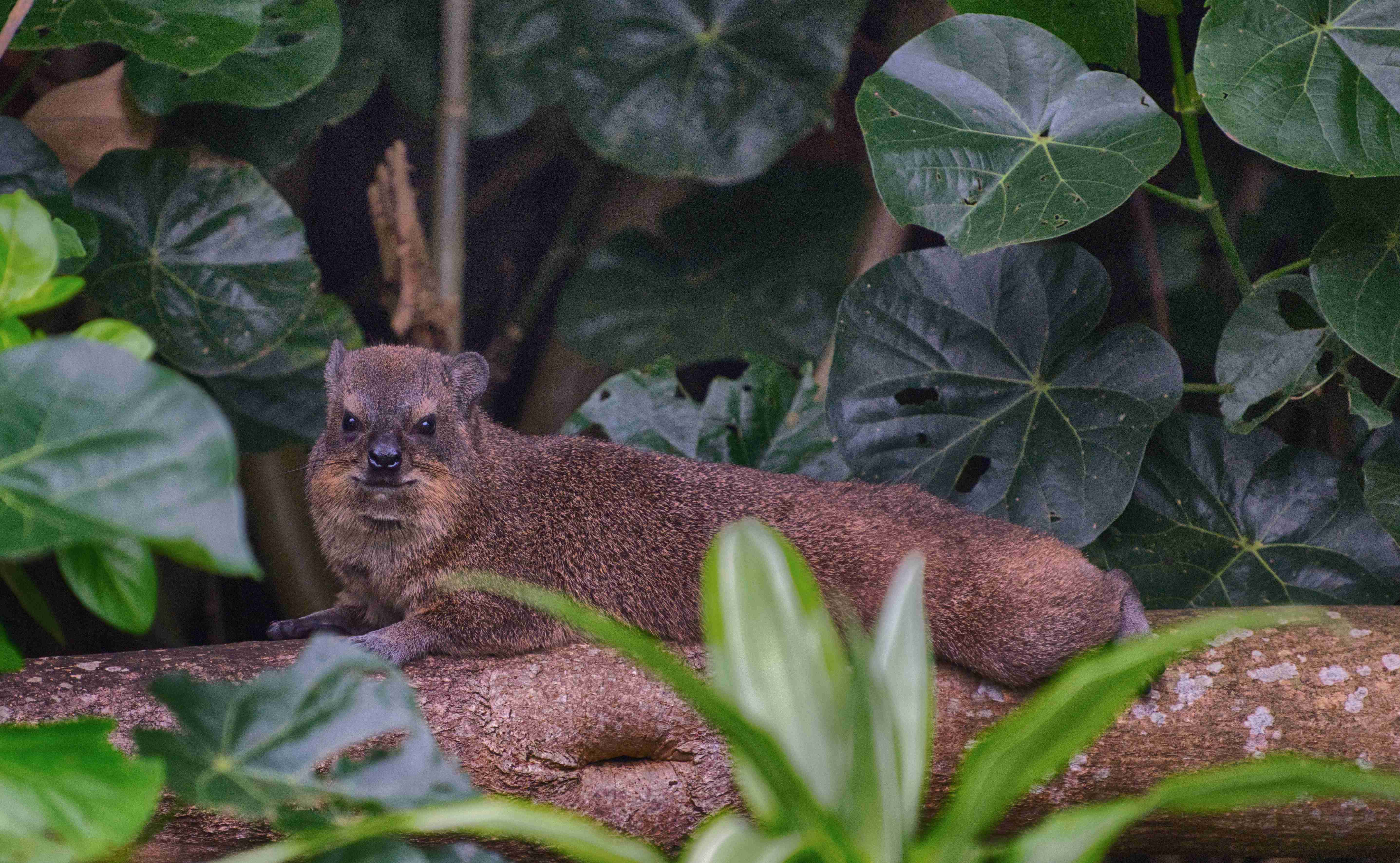 The Small Keeper of the Rocks: The Hyrax of Southern Africa – The ...