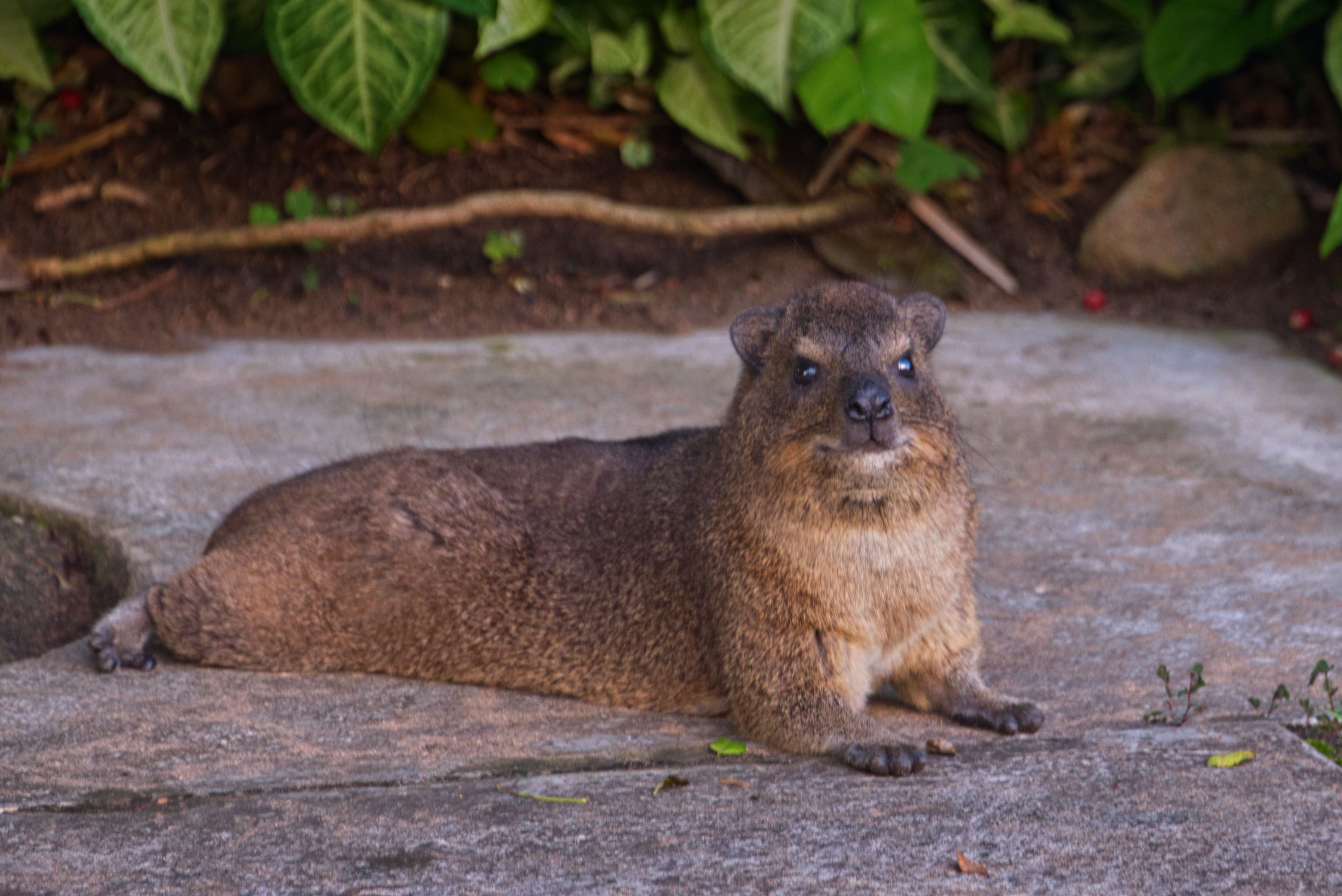 The Small Keeper of the Rocks: The Hyrax of Southern Africa – The ...
